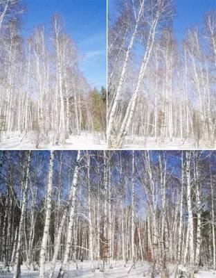 星瑞國際健康產(chǎn)業(yè)集團(tuán)首批赴俄羅斯白樺茸考察團(tuán)系列報(bào)道之五--參觀白樺茸生產(chǎn)加工工廠和滿載歸來_其它_網(wǎng)